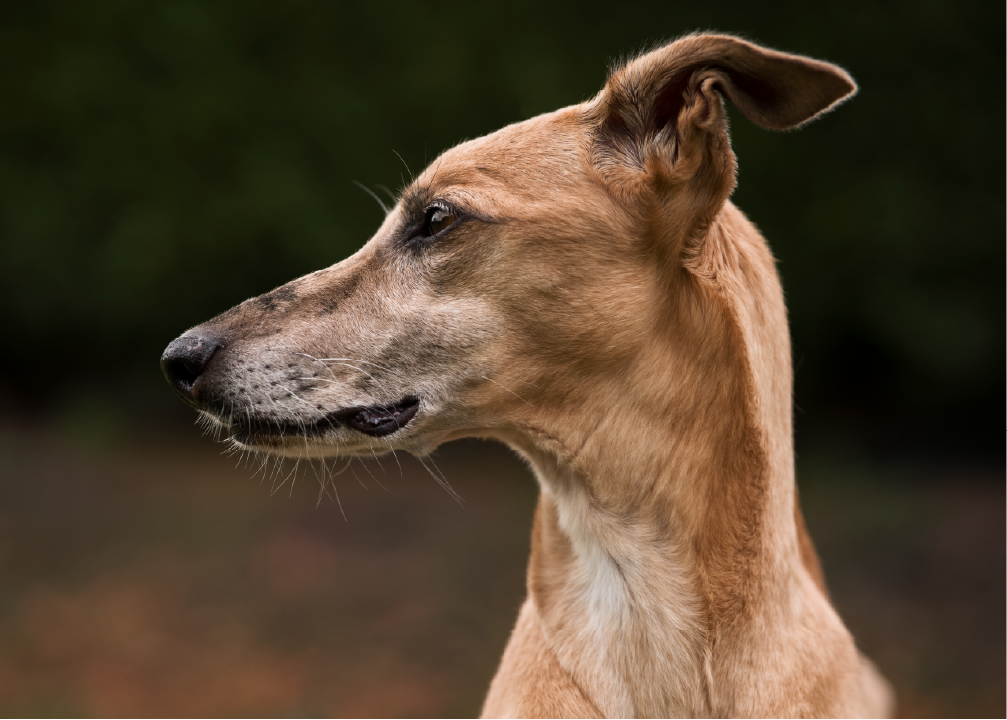 Whippet