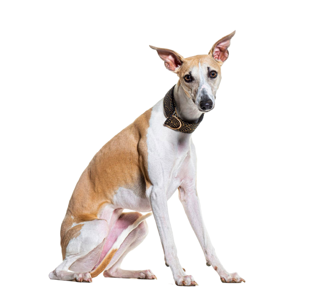 Whippet