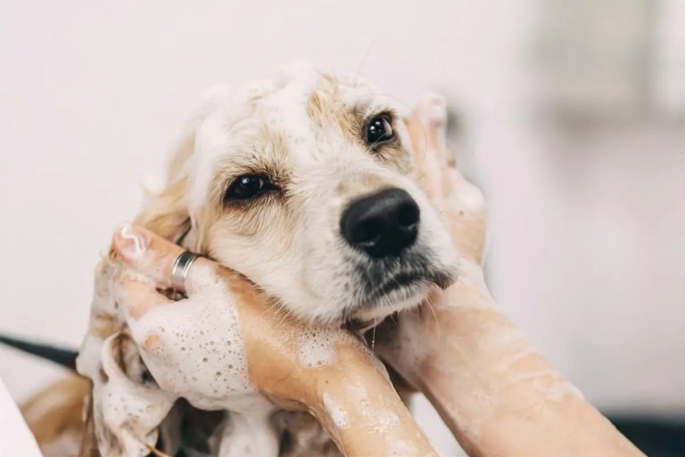 banho em cachorro idoso