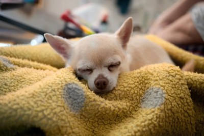 Cachorro idoso dorme muito