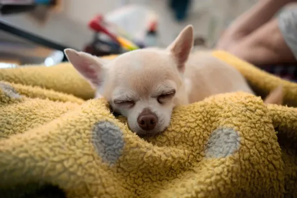 Cachorro idoso dorme muito