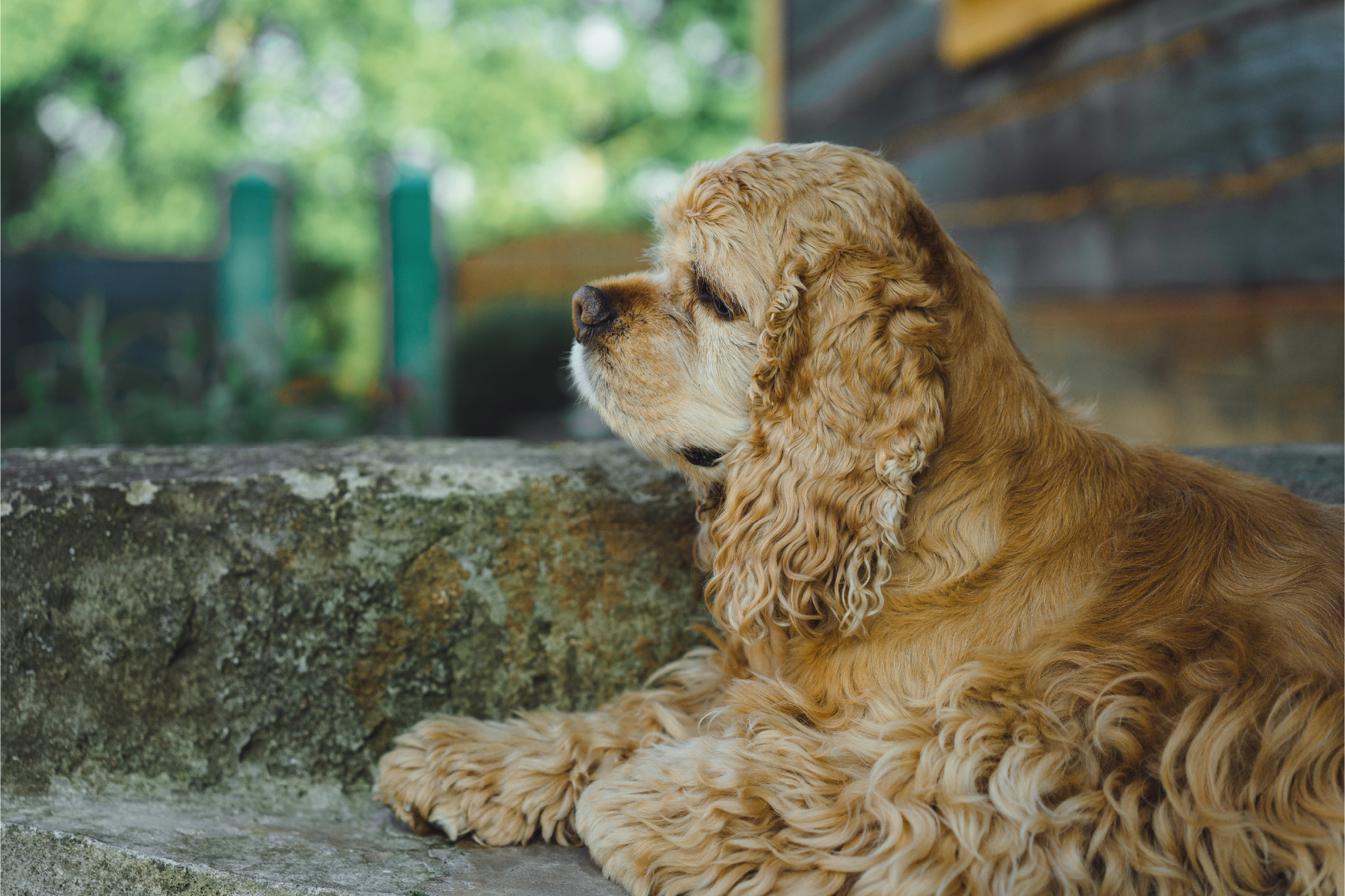 americano cocker spaniel