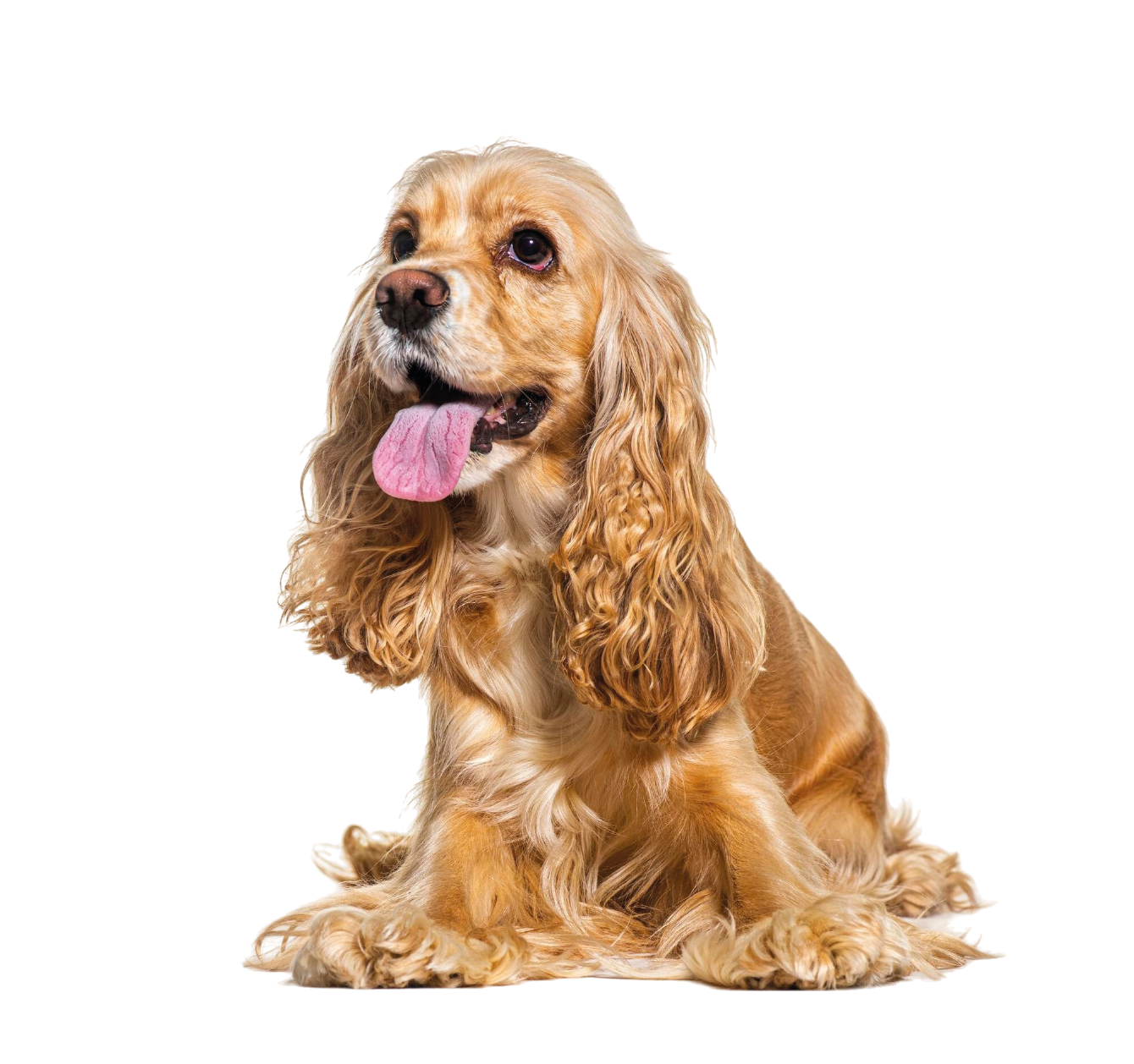 americano cocker spaniel