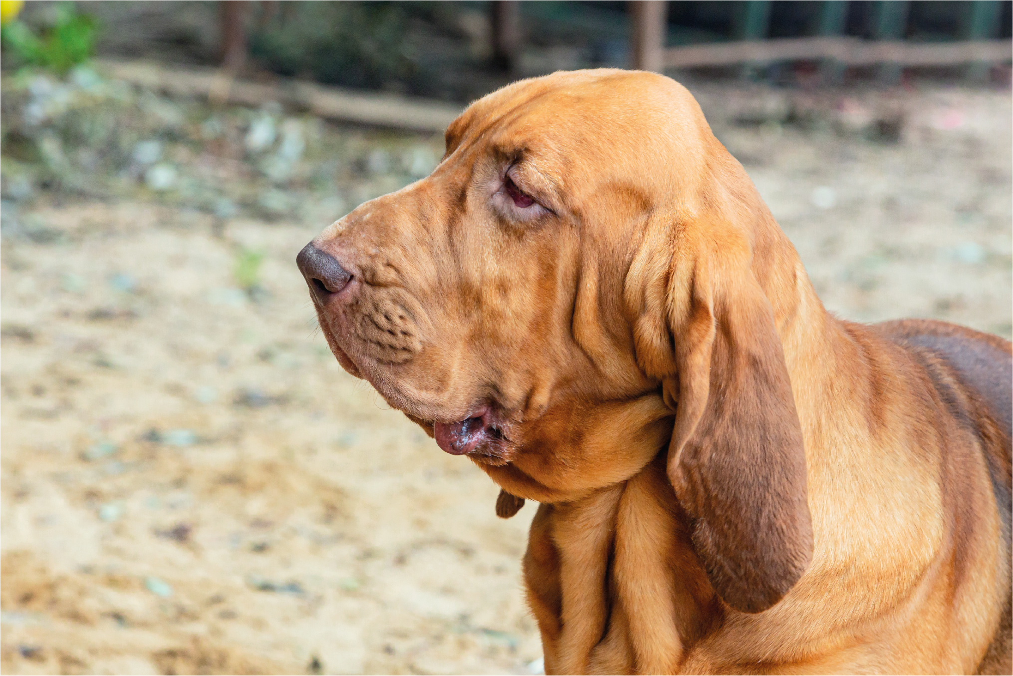Bloodhound