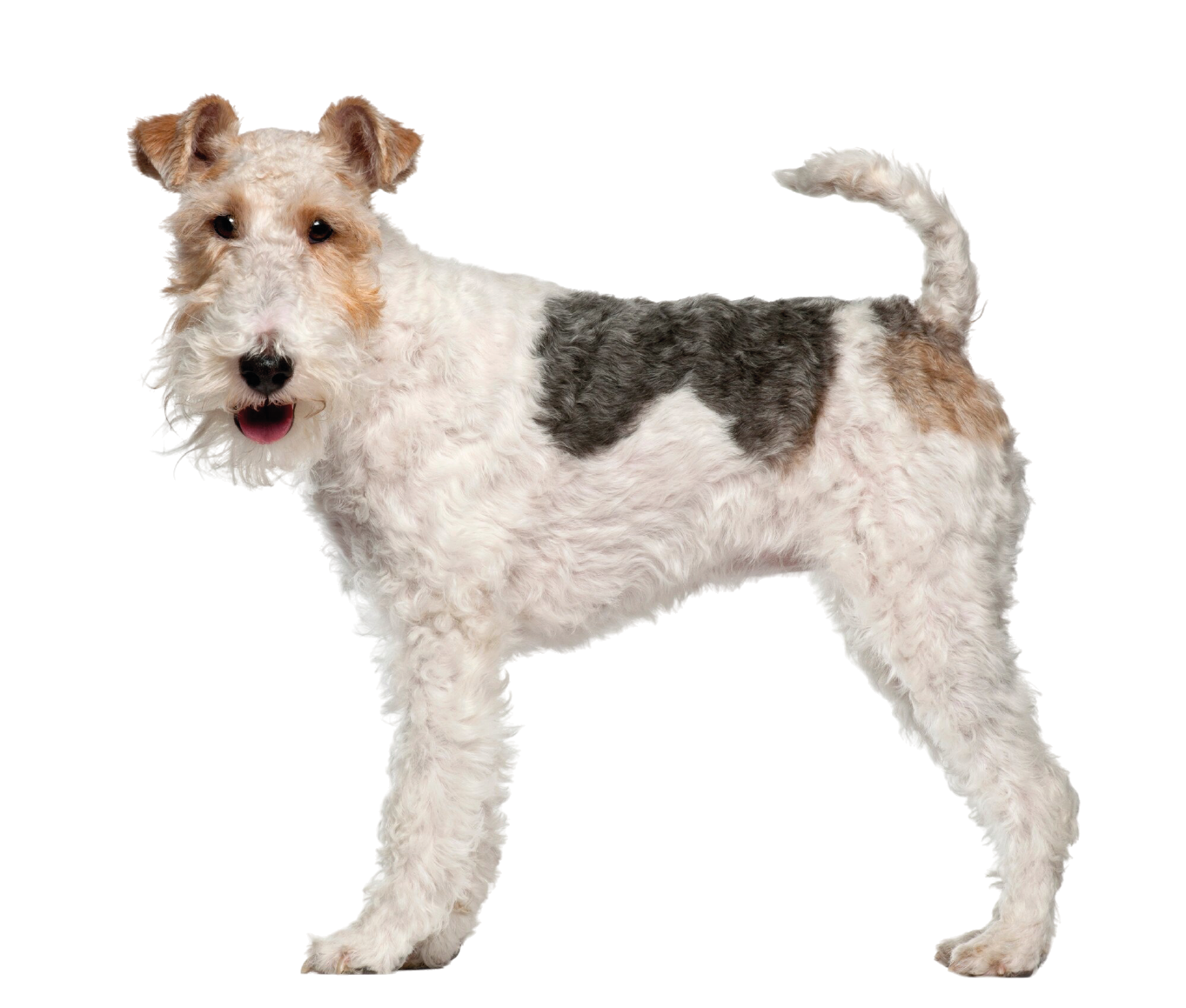 Fox Terrier (Pelo Duro)