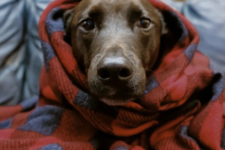 cachorro idoso com frio