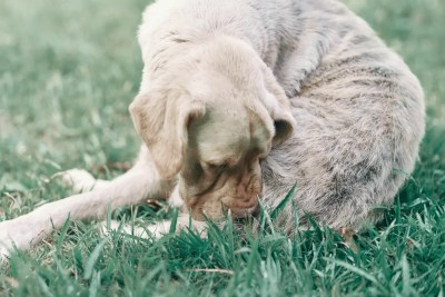 cachorro com alergia