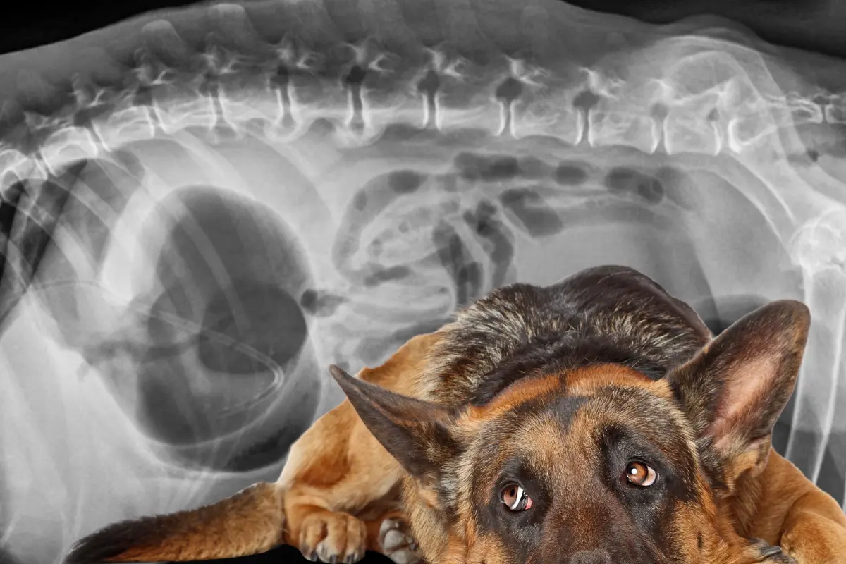 Torção gástrica em cachorro