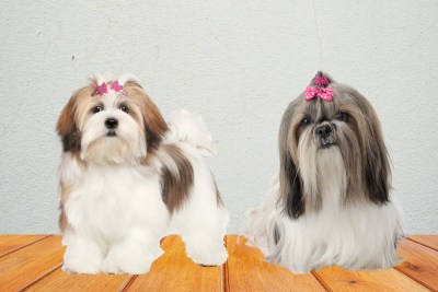 shih tzu e lhasa