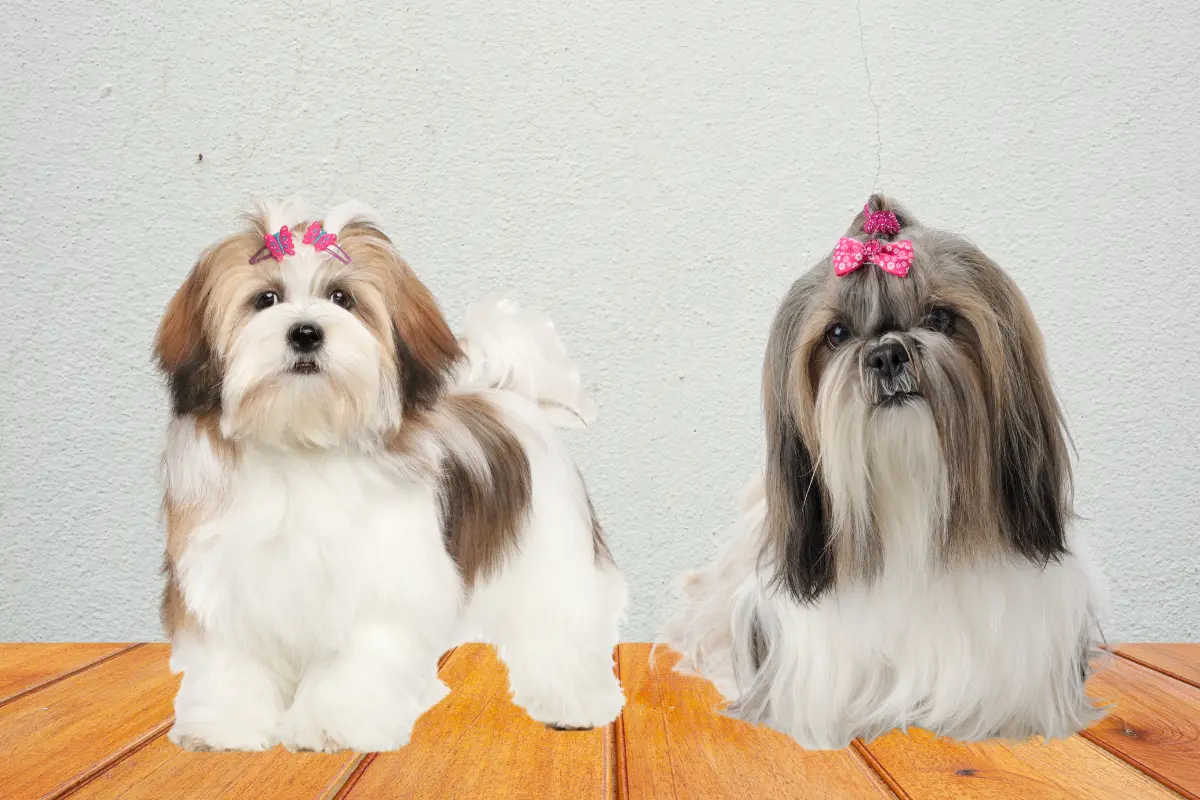 shih tzu e lhasa