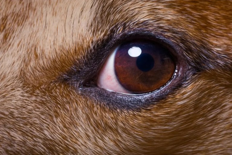 cachorro com olho vermelho