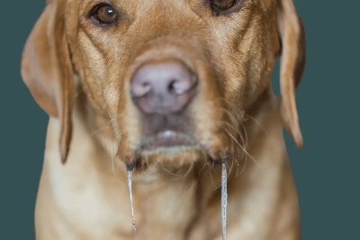 Cachorro babando muito
