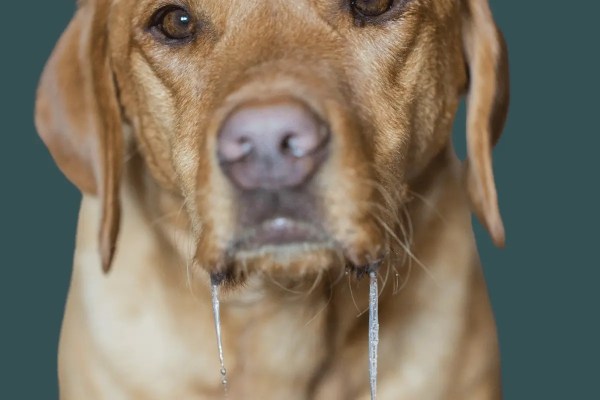Cachorro babando muito