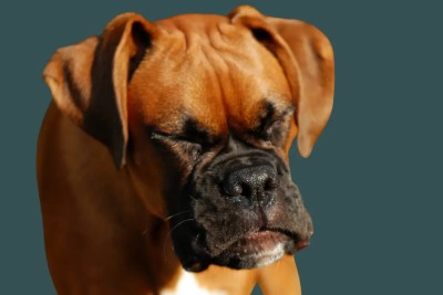 cachorro espirrando muito