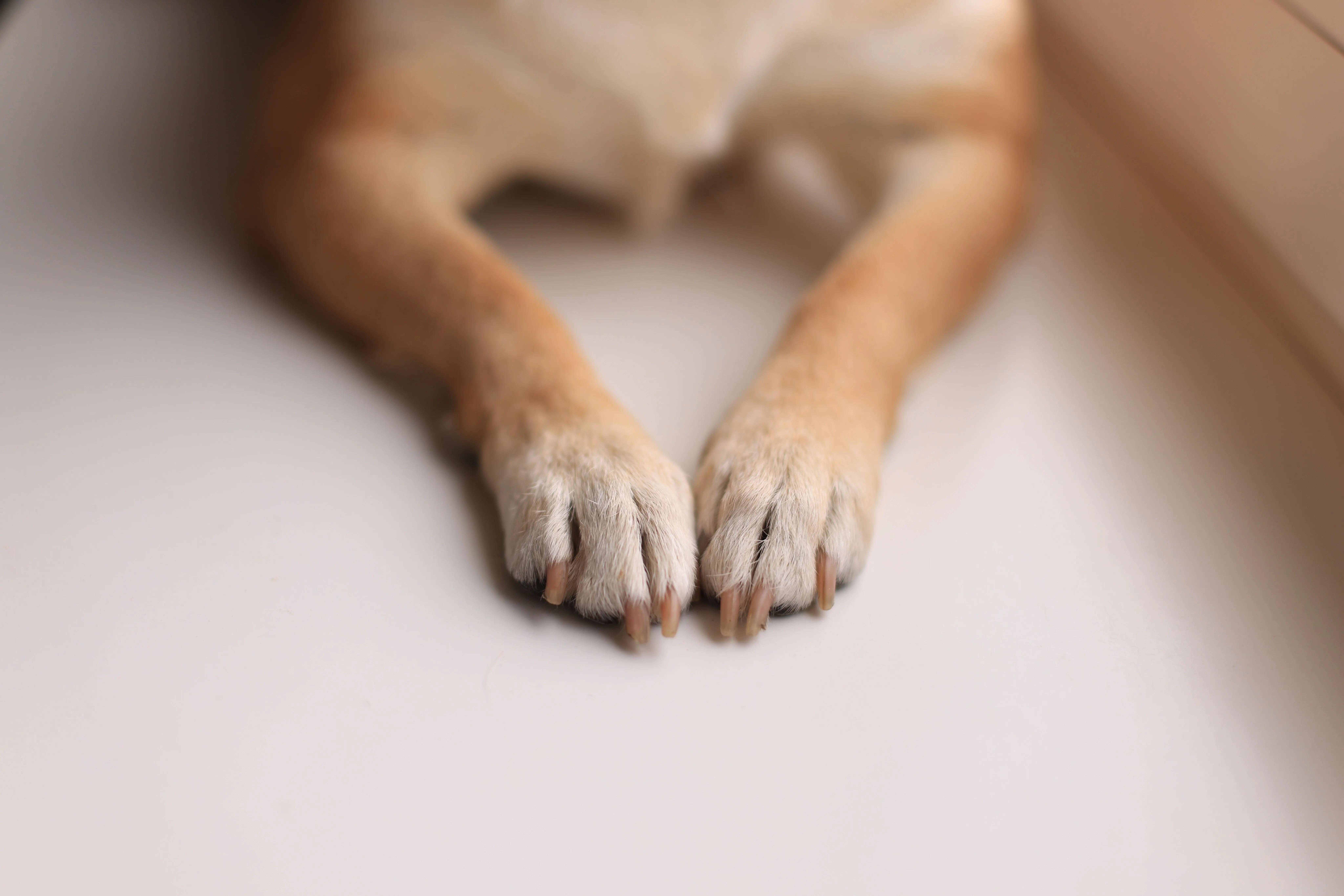 Cachorro lambendo muito as patas: causas e quando se preocupar