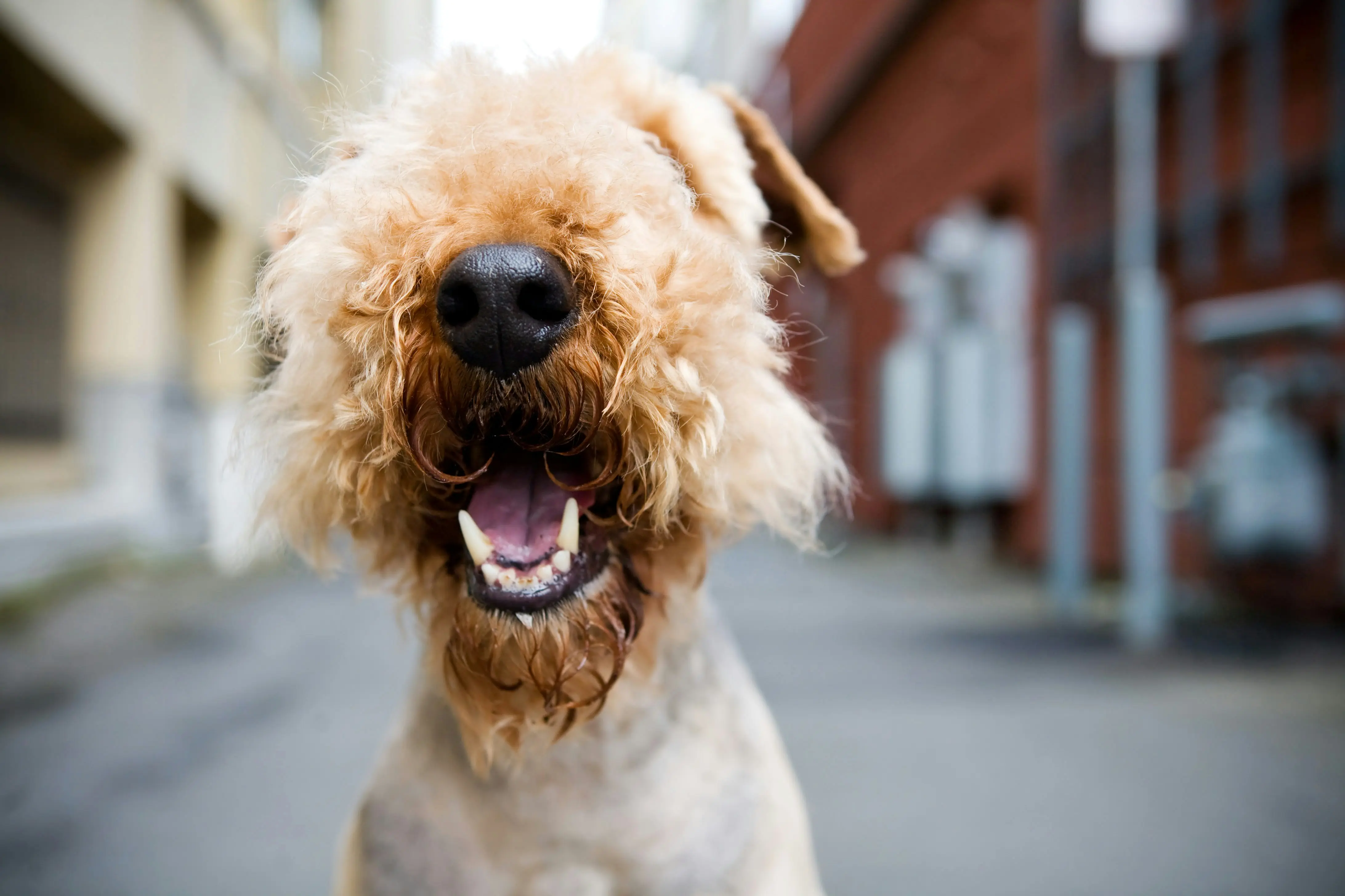 Cachorro com mau hálito