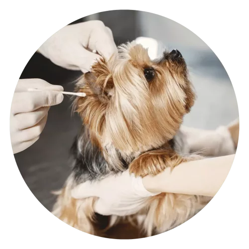 cachorro no veterinario