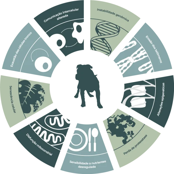 marcadores do evelhecimento